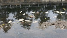 Giải thích hiện tượng cá chết trên sông Tô Lịch