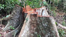 Hiện trường vụ phá rừng ở khoảnh 5, tiểu khu 781, thôn 1, xã Trà Kót. (Ảnh: Đỗ Trưởng/TTXVN)