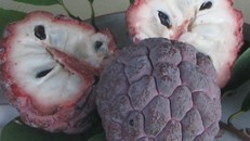 400.000 đồng một kg na tím