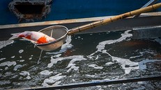 Trưa 18/9, một con cá Koi Nhật Bản được phát hiện đã chết sau hai ngày thả xuống bể xử lý nước thải tại khu vực sông Tô Lịch (quận Cầu Giấy, Hà Nội).