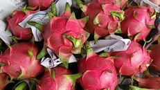 Nhu cầu thanh long sang thị trường Trung Quốc tăng cao - Ảnh: VGP/Đỗ Hương