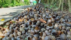 Những xác vỏ ốc được rải hai bên vệ đường - Ảnh: Tô Văn
