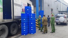 Hà Nội: chặn đứng 02 container chứa hàng tấn thực phẩm đông lạnh 'lậu' xâm nhập Thủ đô
