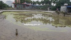 Khu vực phát lộ các cọc gỗ tại xã Lại Xuân, huyện Thủy Nguyên. Ảnh: haiphong.gov.vn