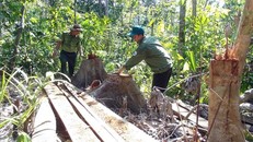 Cây rừng bị đốn chặt được lâm tặc xẻ thành ván để vận chuyển ra ngoài rừng.