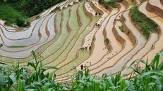 Vẻ đẹp thơ mộng trên các thửa ruộng bậc thang huyện Mù Cang Chải, tỉnh Yên Bái trong mùa nước đổ. Ảnh tư liệu: Thanh Hà/TTXVN