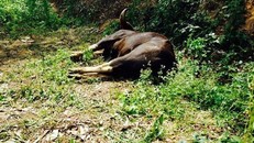 Ảnh minh họa. (Nguồn: TTXVN)