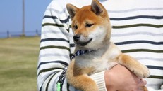 Ảnh minh họa. (Nguồn: Getty Images)