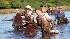 Hội 'phá trằm' ở Quảng Trị