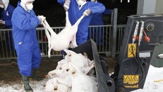 7 căn bệnh lây truyền từ động vật sang người