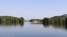 Cây tràm Úc góp phần phủ xanh đất bán ngập trong mùa nước cạn, đồng thời còn để "tiêu diệt" diện tích cây mai dương xâm thực vùng hồ Thác Bà. (Ảnh: Đức Tưởng/TTXVN)