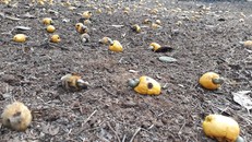 Hạt điều tươi. (Ảnh: Dương Chí Tưởng/TTXVN)