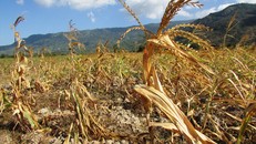 Hạn hán khốc liệt tại các tỉnh miền Trung