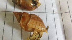 Ốc biển lạ gây tử vong cho ngư dân Thanh Hóa. Ảnh: VFA