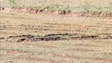 Nhiều diện tích sản xuất lúa ở huyện Thuận Nam phải ngưng sản xuất do thiếu nước tưới.