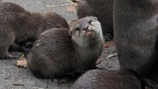 Rái cá tại sở thú Beauval ở Saint-Aignan của Pháp. (Ảnh: AFP/TTXVN)