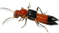 Kiến ba khoang - một loại kiến rất độc và nguy hiểm - Ảnh: Internet