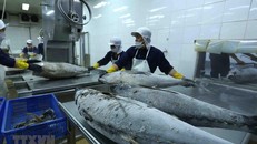Chế biến cá ngừ đại dương đông lạnh xuất khẩu tại nhà máy của Công ty Cổ phần Thủy sản Bình Định. (Ảnh: Vũ Sinh/TTXVN)