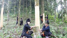 Đồng bào Văn Yên (Yên Bái) không chỉ sản xuất quế truyền thống mà còn thực hiện quy trình sản xuất quế hữu cơ, góp phần nâng cao giá trị cây quế và bảo vệ môi trường. Ảnh: Việt Dũng/TTXVN