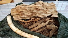 Tang vật do lực lượng hải quan thu giữ. (Ảnh: Anh Tuấn/TTXVN)