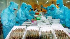 Giá cá, tôm đã tăng trở lại.