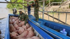 Lực lượng chức năng bắt heo lậu.