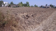 Nhiều diện tích lúa ở ĐBSCL bị chết khô do thiếu nước