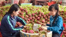 Thanh long, dưa hấu tăng giá trở lại