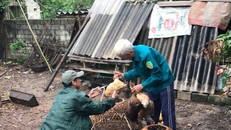 Huyện Nông Cống đang tích cực tiêm phòng gia cầm.