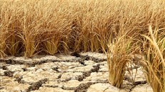 Nắng hạn, xâm nhập mặn nghiêm trọng khiến cho hàng nghìn hecta lúa ở huyện Tân Trụ bị khô cháy. Ảnh: Bùi Giang/TTXVN