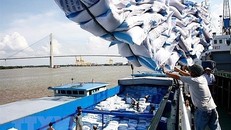 Cân đối khoảng 800 nghìn tấn gạo cho xuất khẩu tới tháng 5