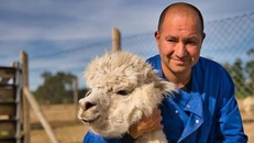 Kháng thể "mạnh nhất thế giới" do một loài lạc đà không bướu sản sinh ra. Ảnh: EFE.