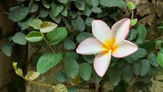 Trau dồi đạo hạnh