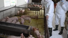 Bộ trưởng Bộ NN&PTNT Nguyễn Xuân Cường kiểm tra công tác tái đàn tại địa phương.