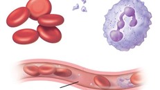 Các thành phần của máu.