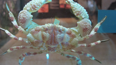 Thanh Hoá: Xuất hiện loài cua biển ăn hai con là gây tử vong