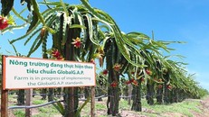 6 tháng đầu năm 2021, Nông nghiệp HAGL lỗ 129 tỷ, lỗ luỹ kế vượt 2.400 tỷ đồng