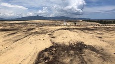 Bình Định: Điều tra, xử lý vụ phá 5,26 ha rừng phòng hộ ven biển