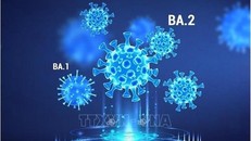 Hình ảnh minh họa các dòng phụ của biến thể Omicron gây bệnh COVID-19. (Ảnh: News-medical.net/TTXVN)