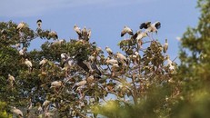 Đàn cò nhạn quý hiếm hơn 1.000 con di cư về Vườn quốc gia Lò Gò-Xa Mát.