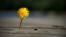 Hãy sống chân thành để gieo tiếp những nhân duyên thiện lành