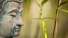 Câu chuyện tiền thân Đức Phật: Giải thoát sự trói buộc