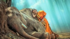 Lời Phật dạy về quả báo của sát sinh