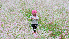 Hoa tam giác mạch đổi màu theo tiết trời. Thời tiết càng lạnh, hoa càng thắm màu.