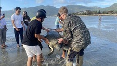 Ngay khi nhận được tin báo, Trạm Kiểm lâm cơ động, Hạt Kiểm lâm Vườn Quốc gia Côn Đảo, kịp thời có mặt và cùng du khách Thụy Điển cứu hộ Rùa xanh mắc cạn. 