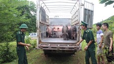 Xử lý nghiêm các trường hợp buôn lậu, vận chuyển trái phép động vật, sản phẩm động vật, giống vật nuôi qua biên giới. (Ảnh minh hoạ)