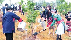 Tết trồng cây được hưởng ứng mạnh mẽ ở nhiều địa phương