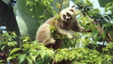 Việt Nam là quốc gia có tính đa dạng sinh học cao, với nhiều loài động thực vật đặc hữu và quý hiếm được ghi nhận trong Sách đỏ Việt Nam và thế giới. (Ảnh minh hoạ).