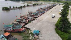 Tàu thuyền chủ động neo đậu tránh trú bão tại Cảng cá Tân Sơn (thị trấn Diêm Điền, huyện Thái Thụy, tỉnh Thái Bình). 