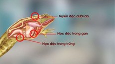 Độc tố có trong thịt cóc. (Ảnh minh hoạ)